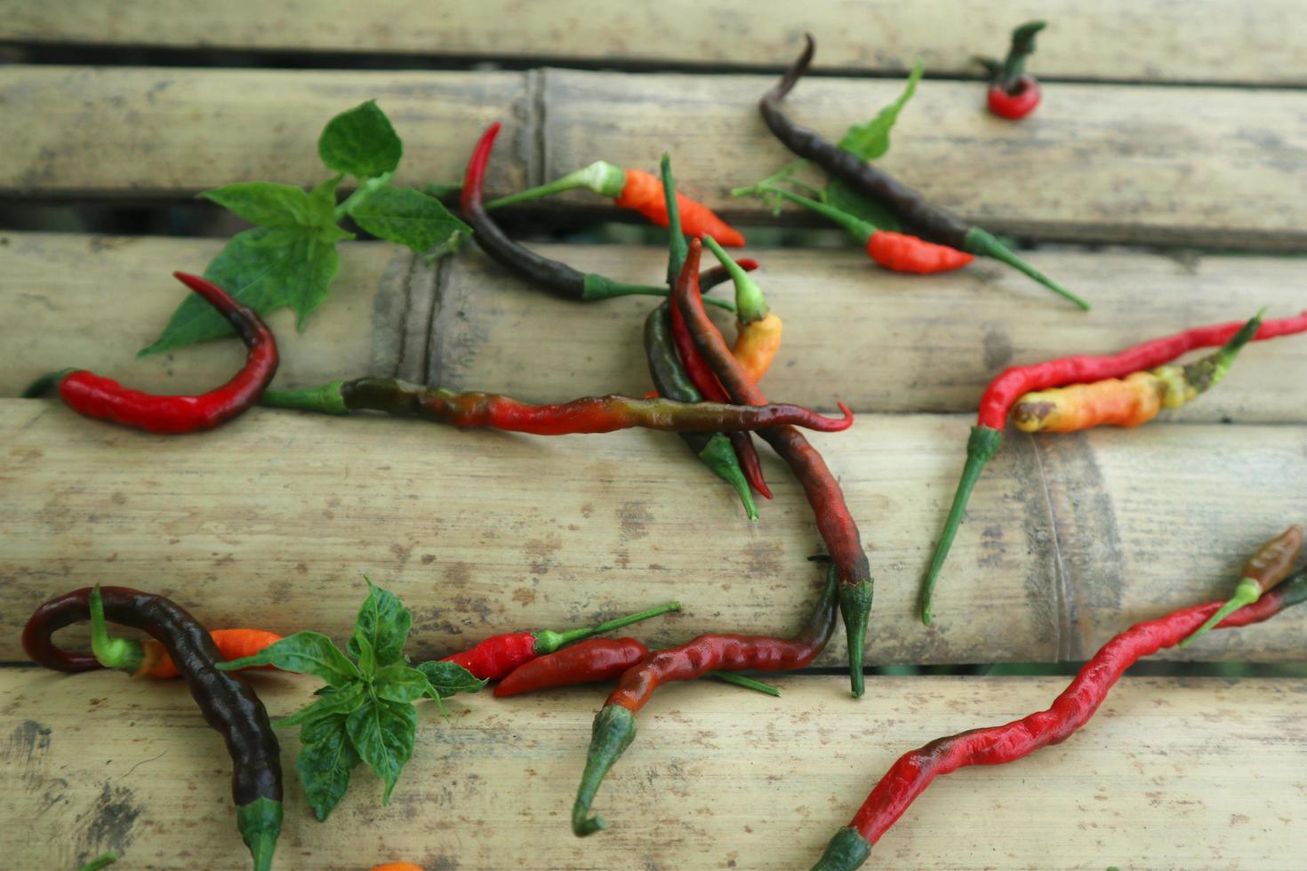 Hot chili peppers isolated on bamboo. Red and green Chile peppers plant photo