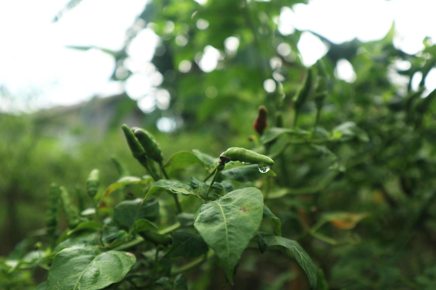 Hot chili peppers growing plant. Red and green Chile peppers plant photo