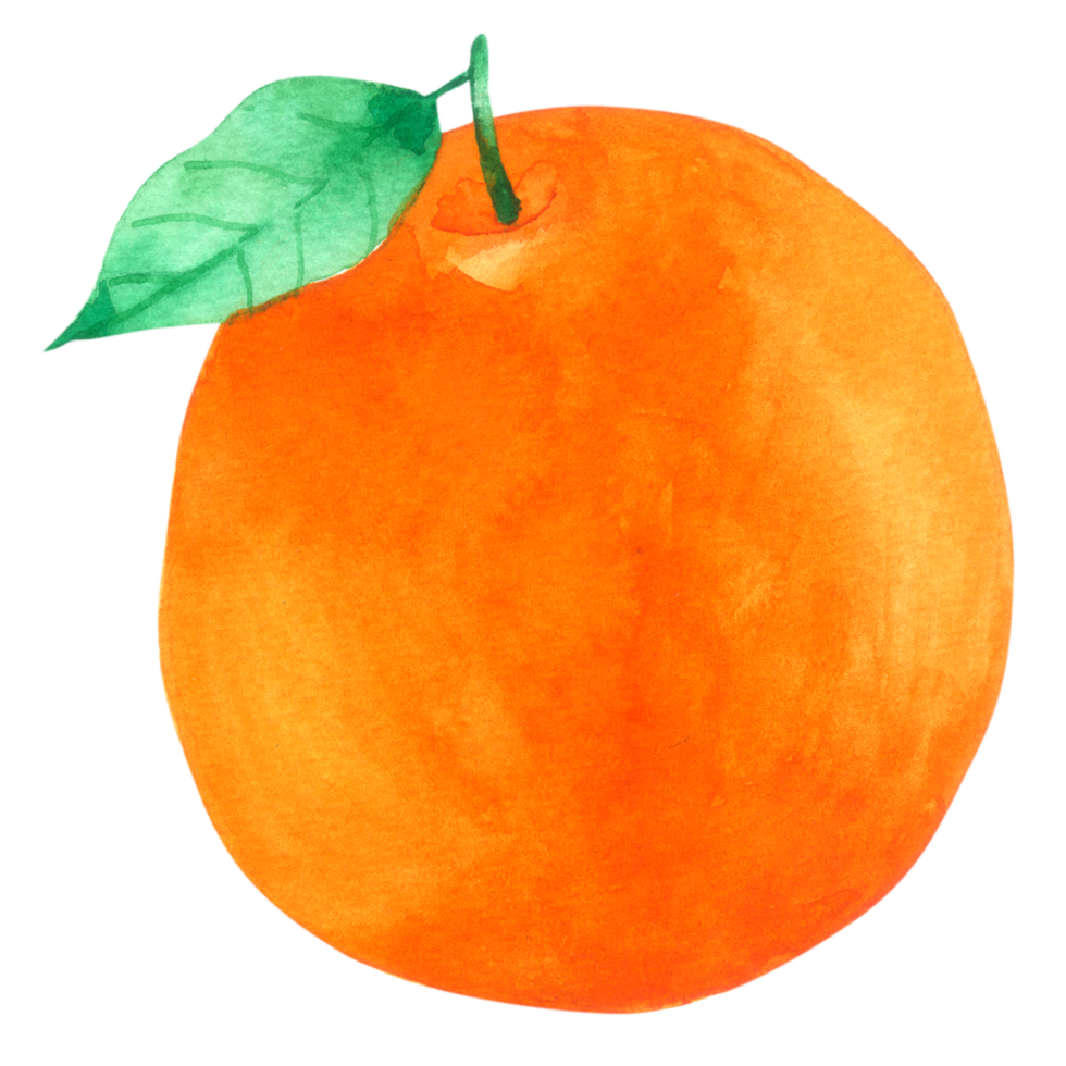 orange frukt akvarell handfärg png