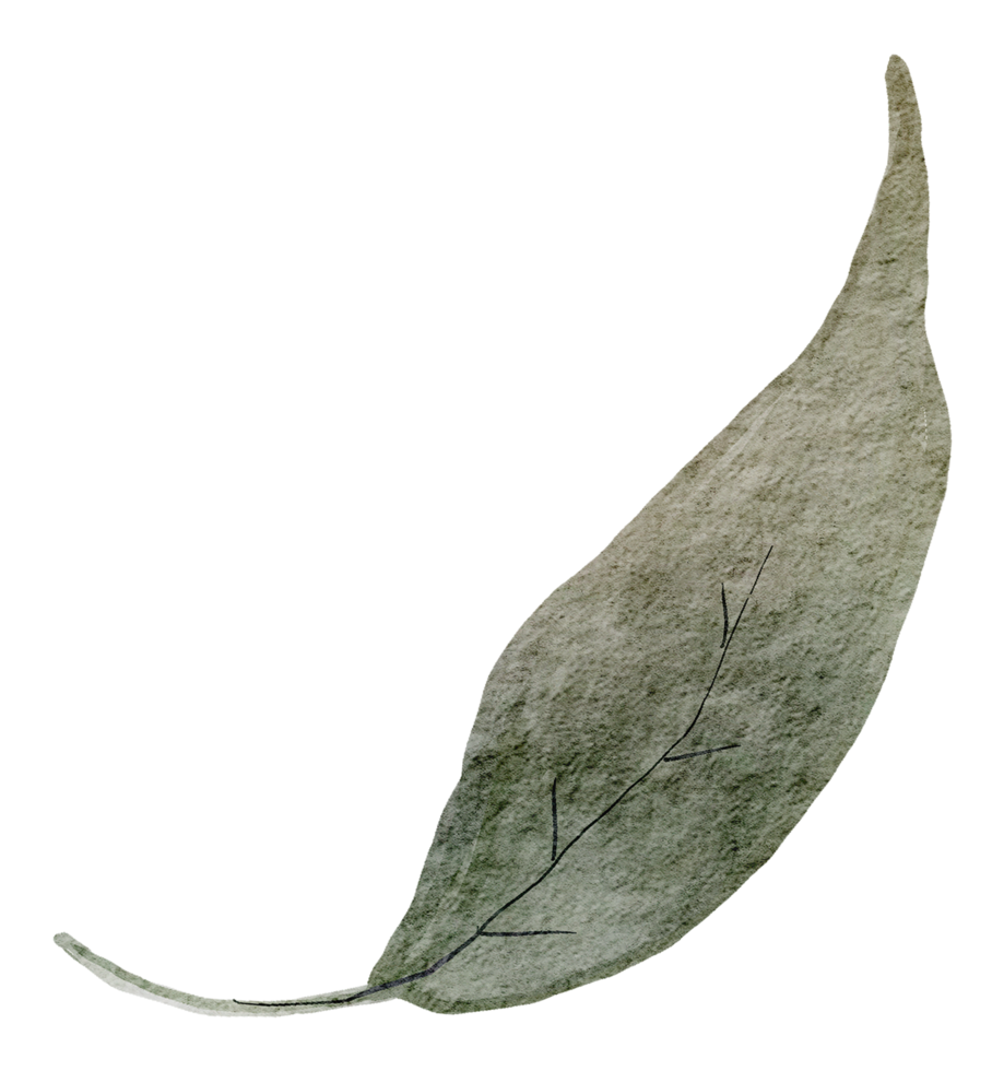 acquerello elemento foglia verde png