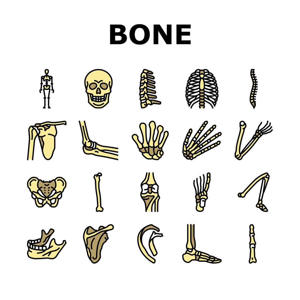 Bone Human Skeleton Structure Icons Set Vector