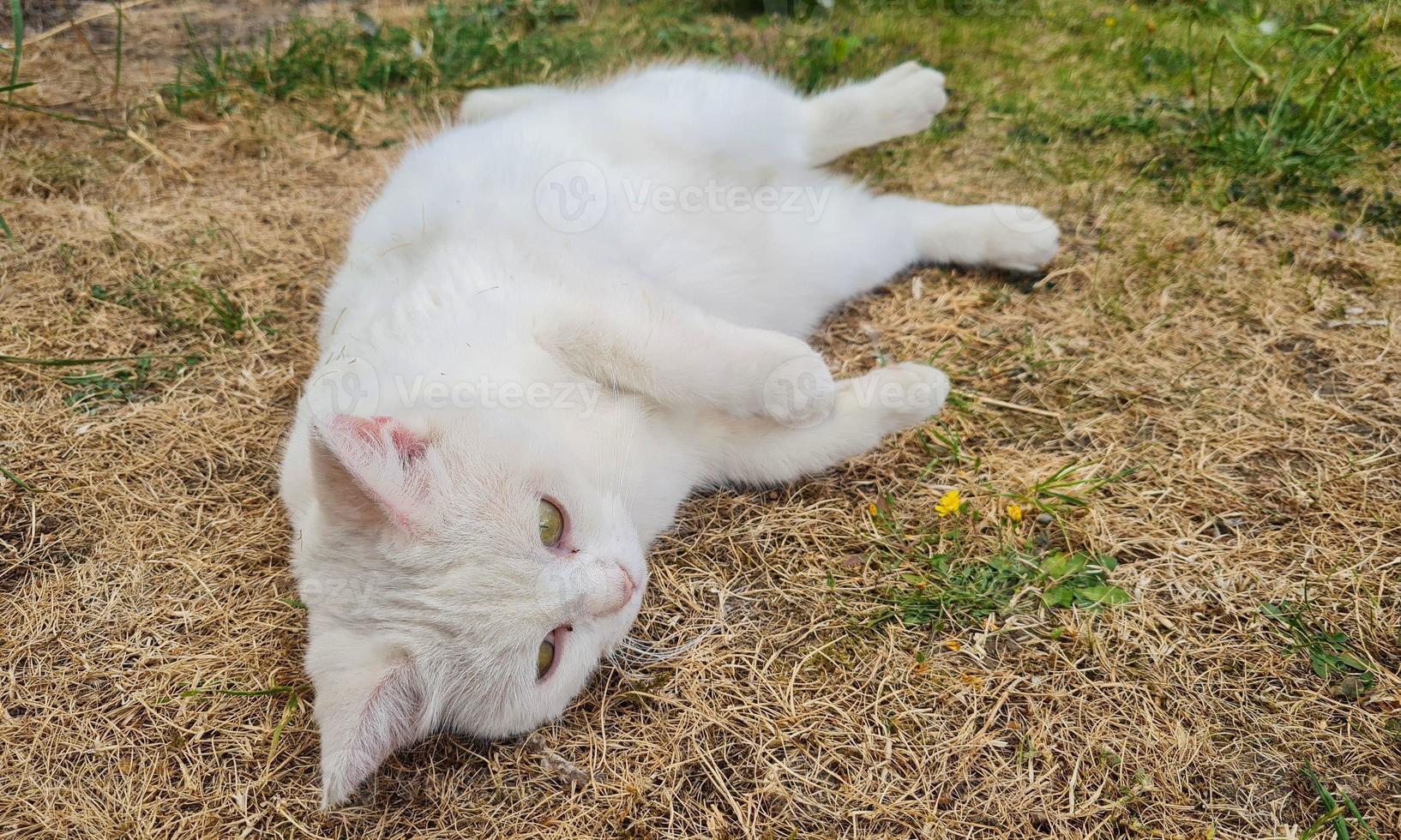 hermoso gato de raza persa en el jardín de la casa, primer plano foto