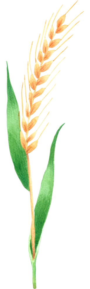 planta de arroz aquarela pintura à mão png