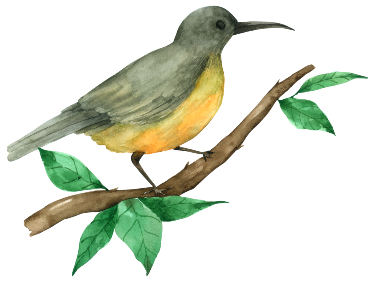 Bird watercolor hand paint png