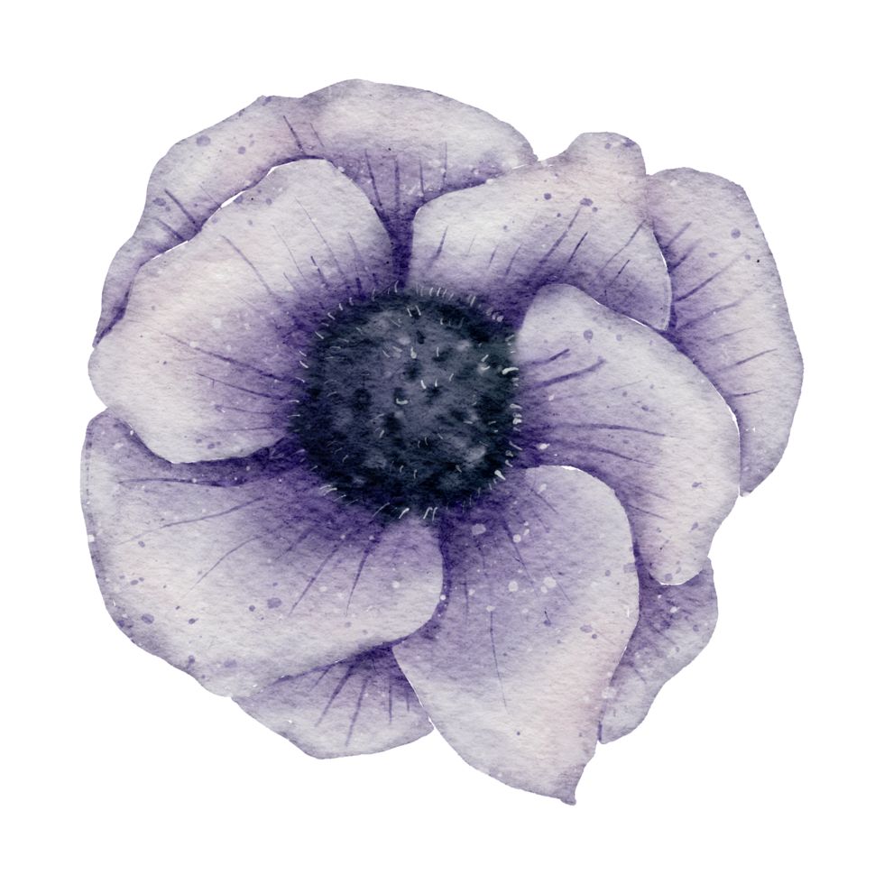 Anemone flower watercolor png