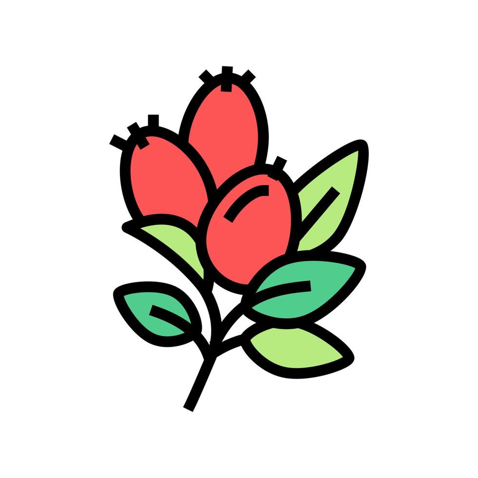 rosehip aromatherapy color icon vector isolated illustration