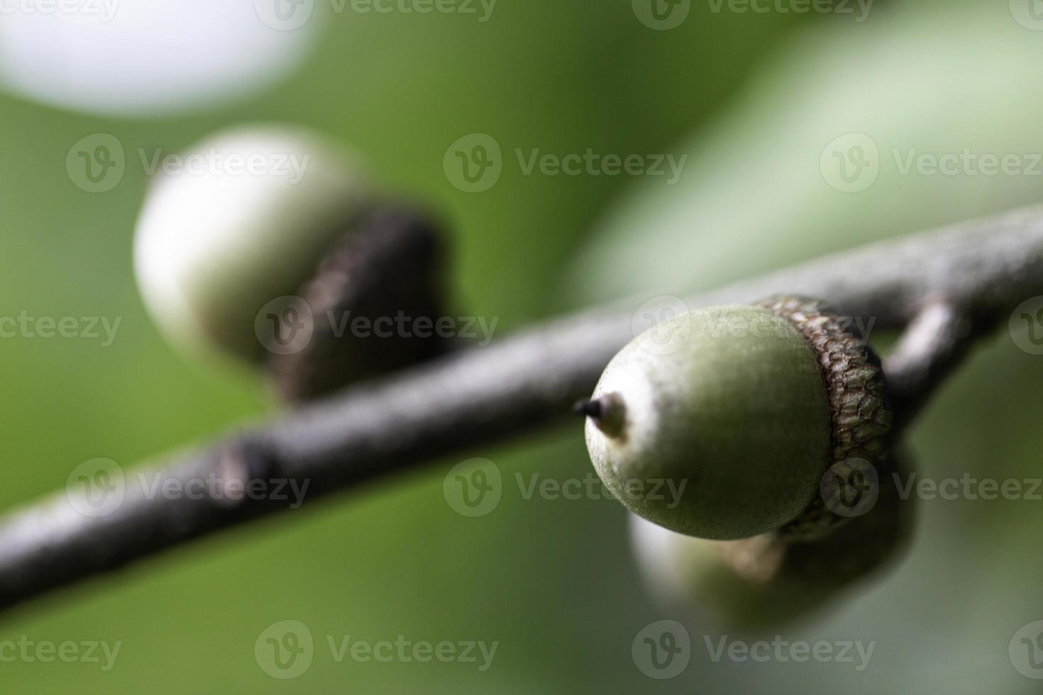 bellotas en arbol foto