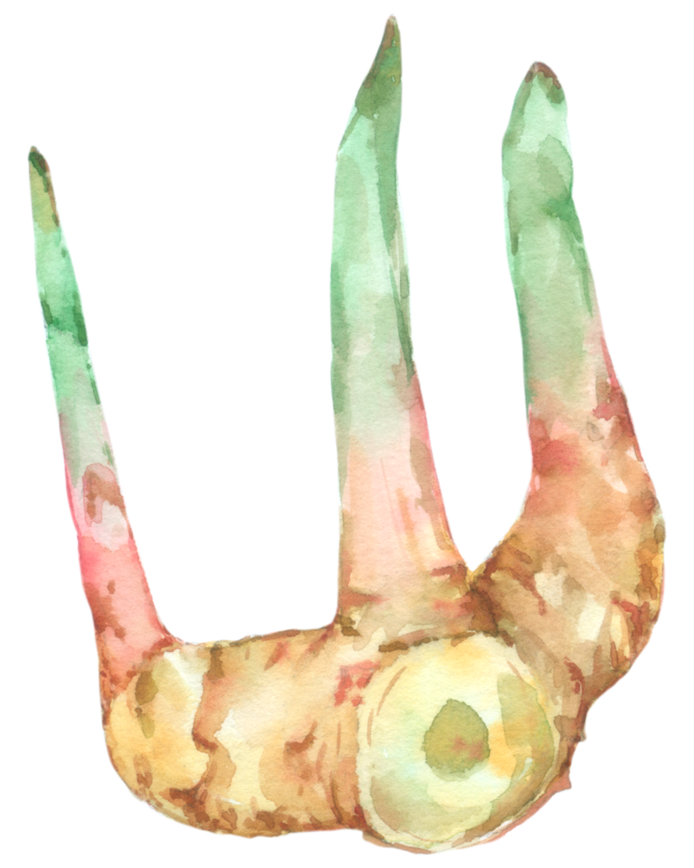 Vegetable watercolor hand paint png