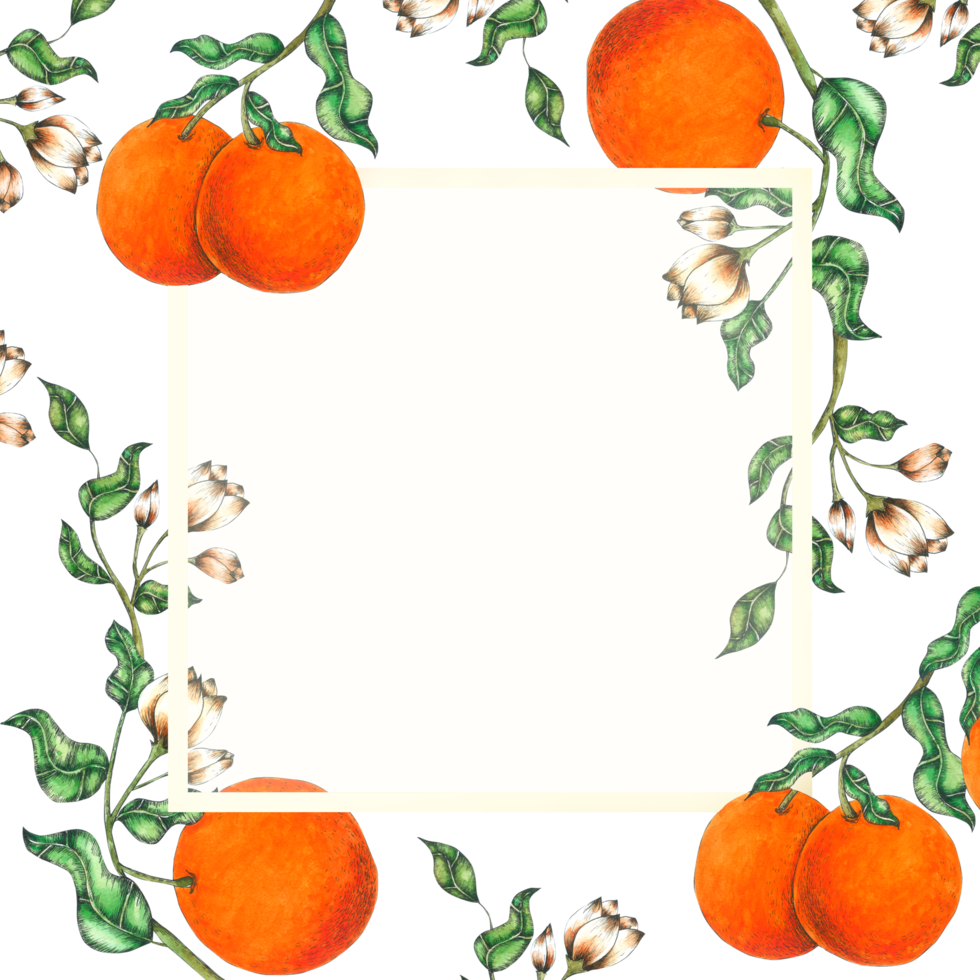 acuarela de marco de fruta naranja png