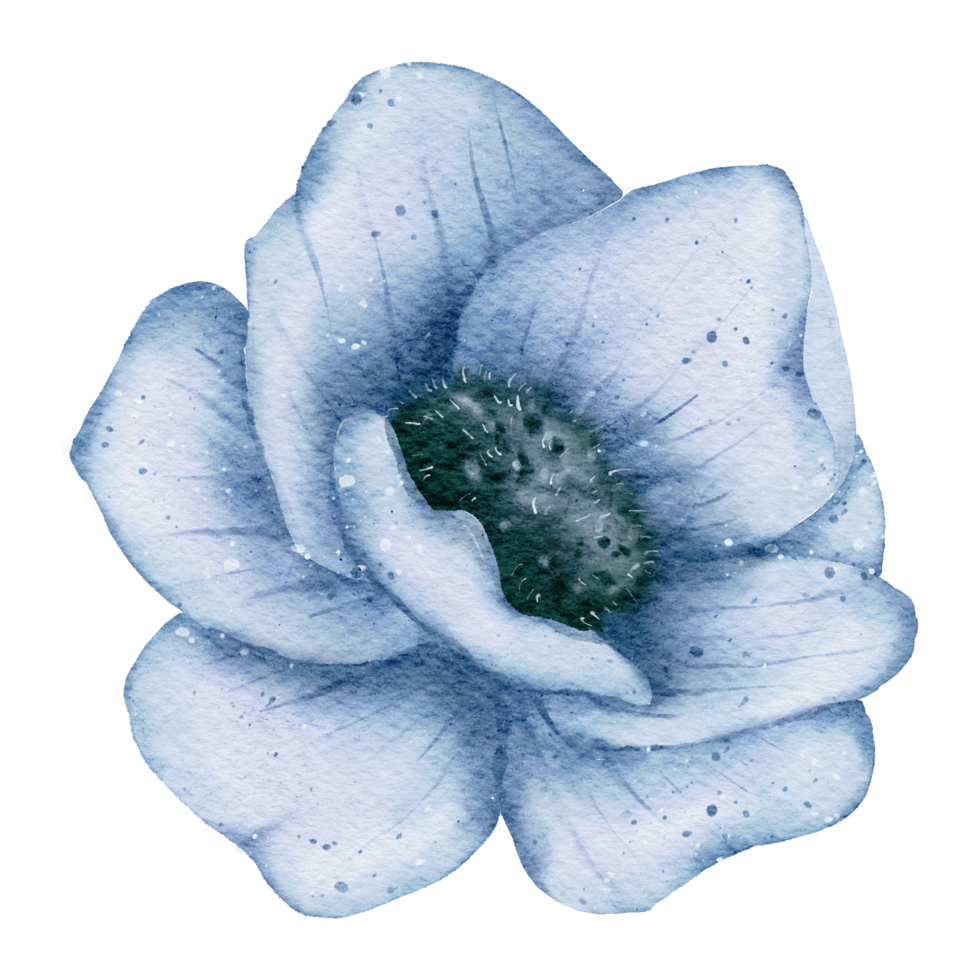 anemone blomma akvarell png