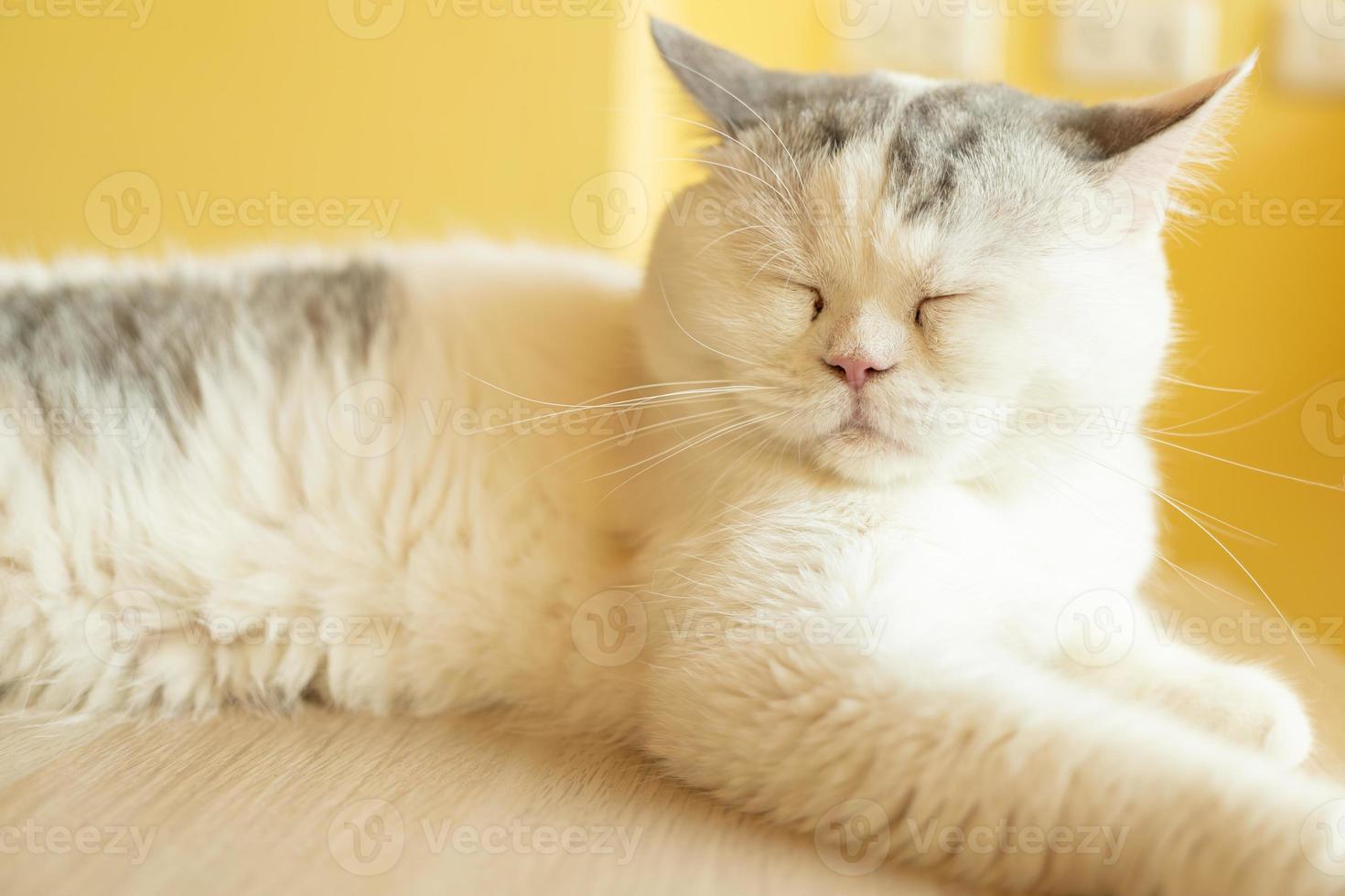 cat with his eyes closed. cat lies clasped and closed his eyes photo