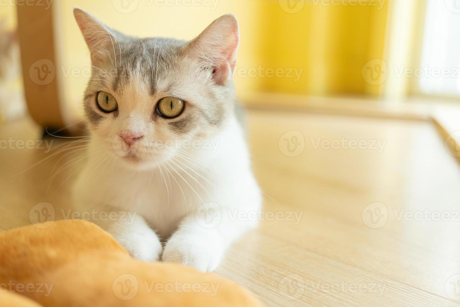 cute cat looking around, concept of pets, domestic animals. Close-up portrait of cat sitting down looking around photo