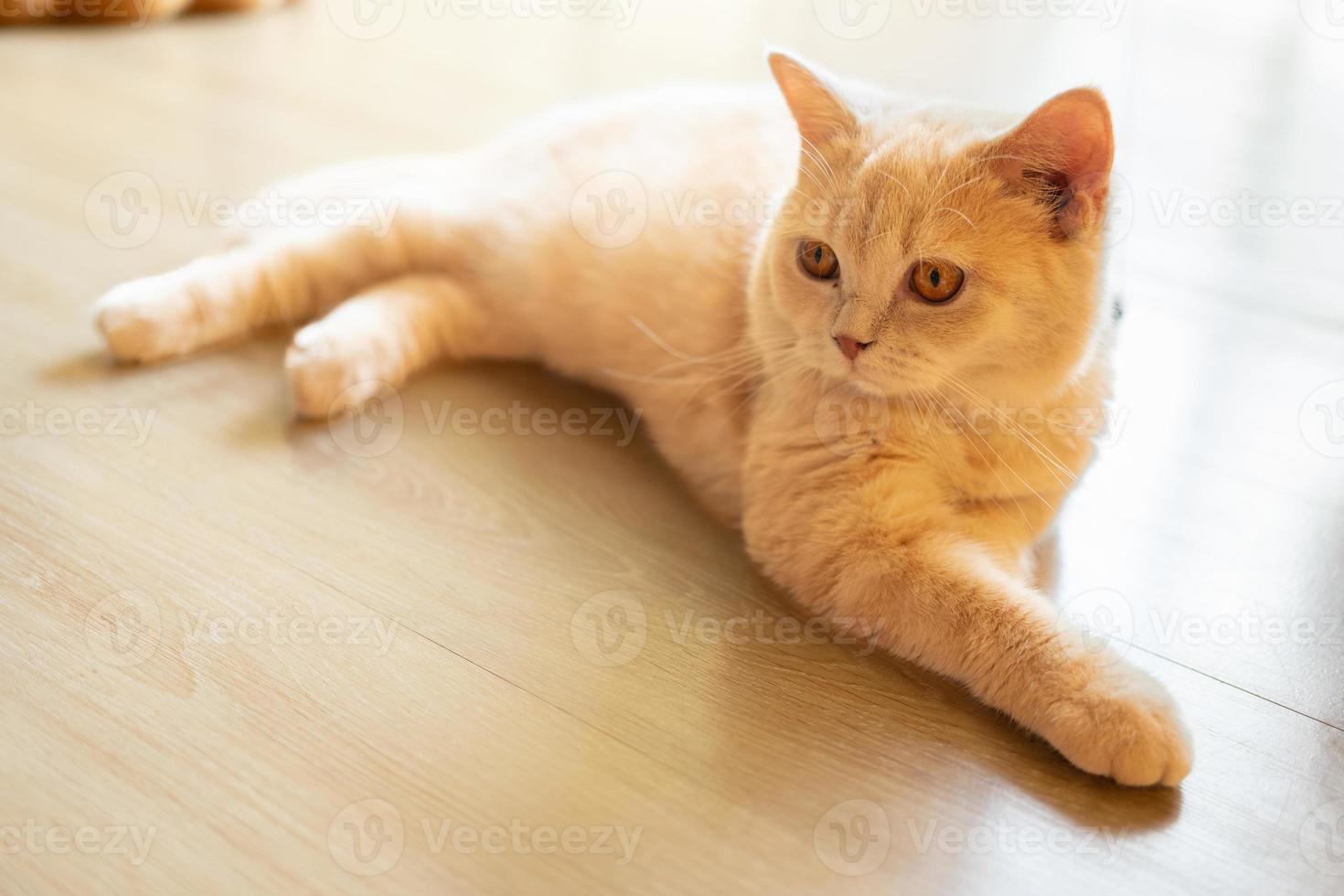 cute cat looking around, concept of pets, domestic animals. Close-up portrait of cat sitting down looking around photo