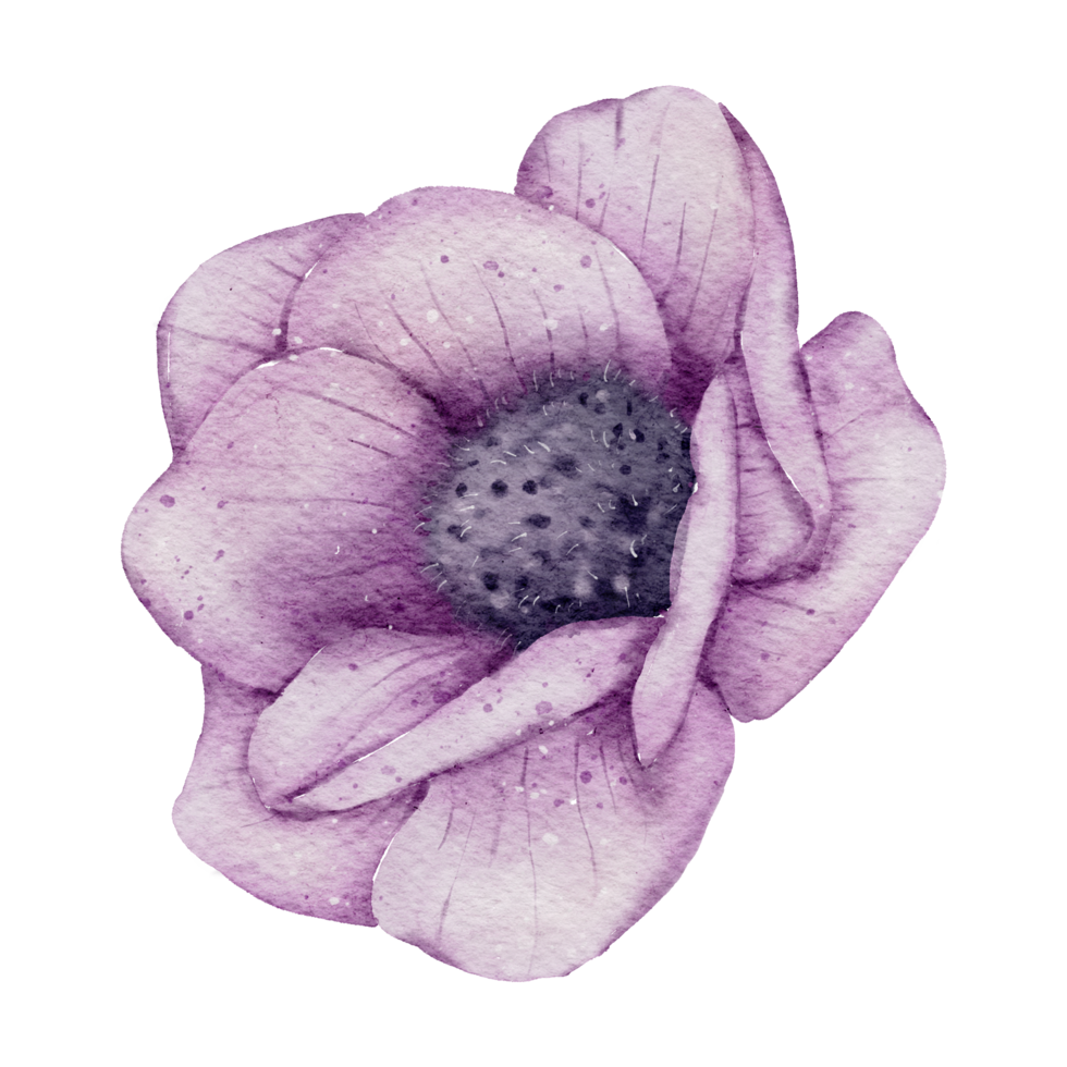 Anemone flower watercolor png