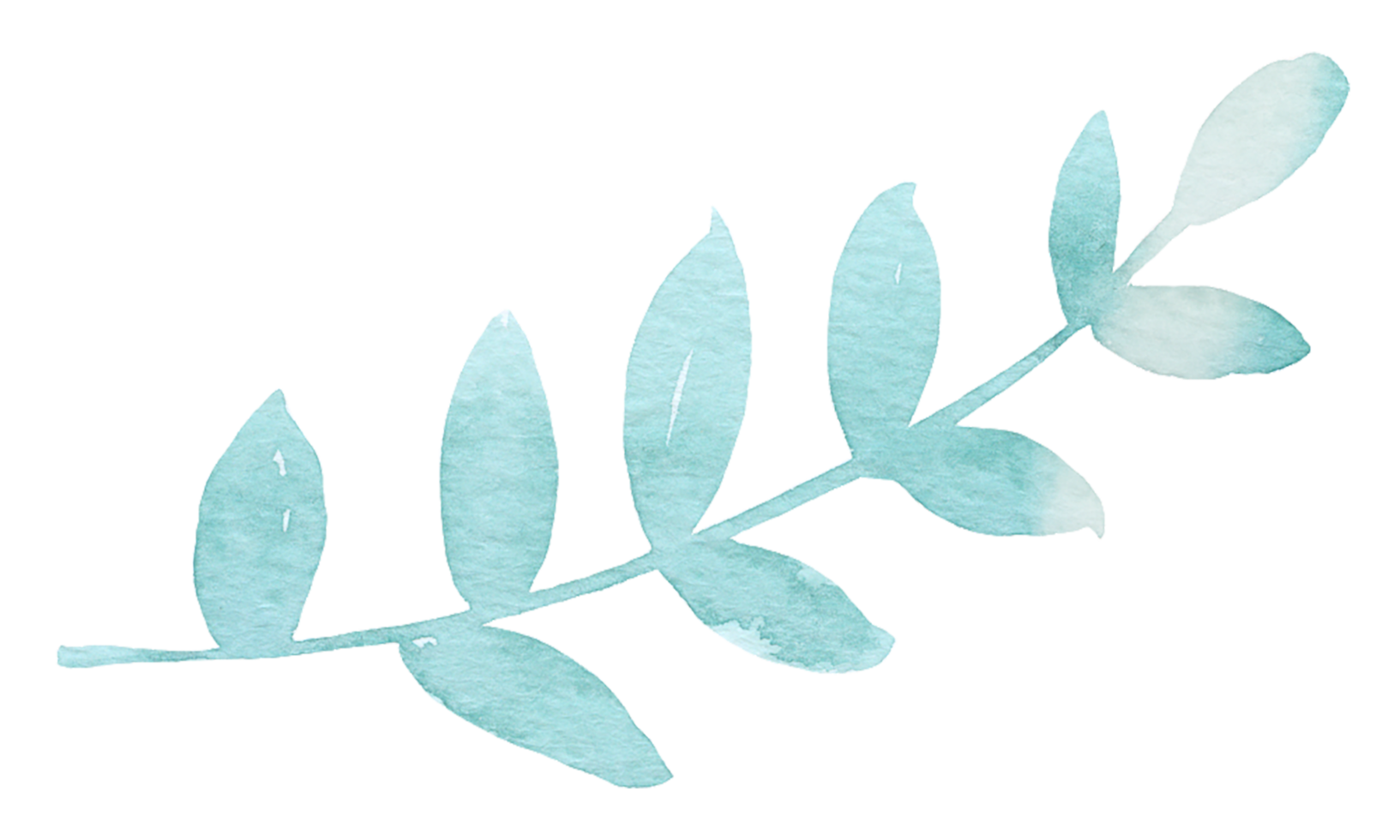 aquarelle élément feuille verte png