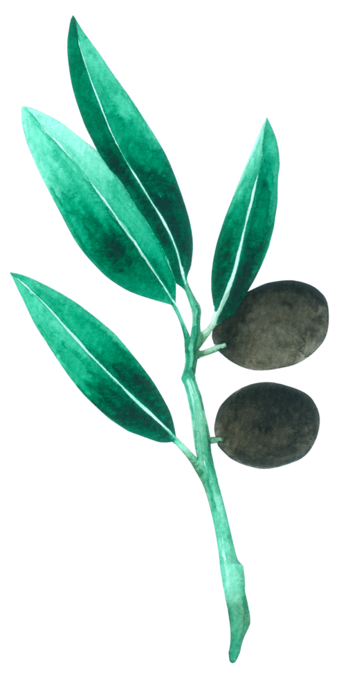 acuarela de elemento de hoja verde png