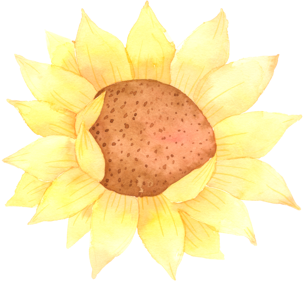 Sunflower watercolor hand paint png