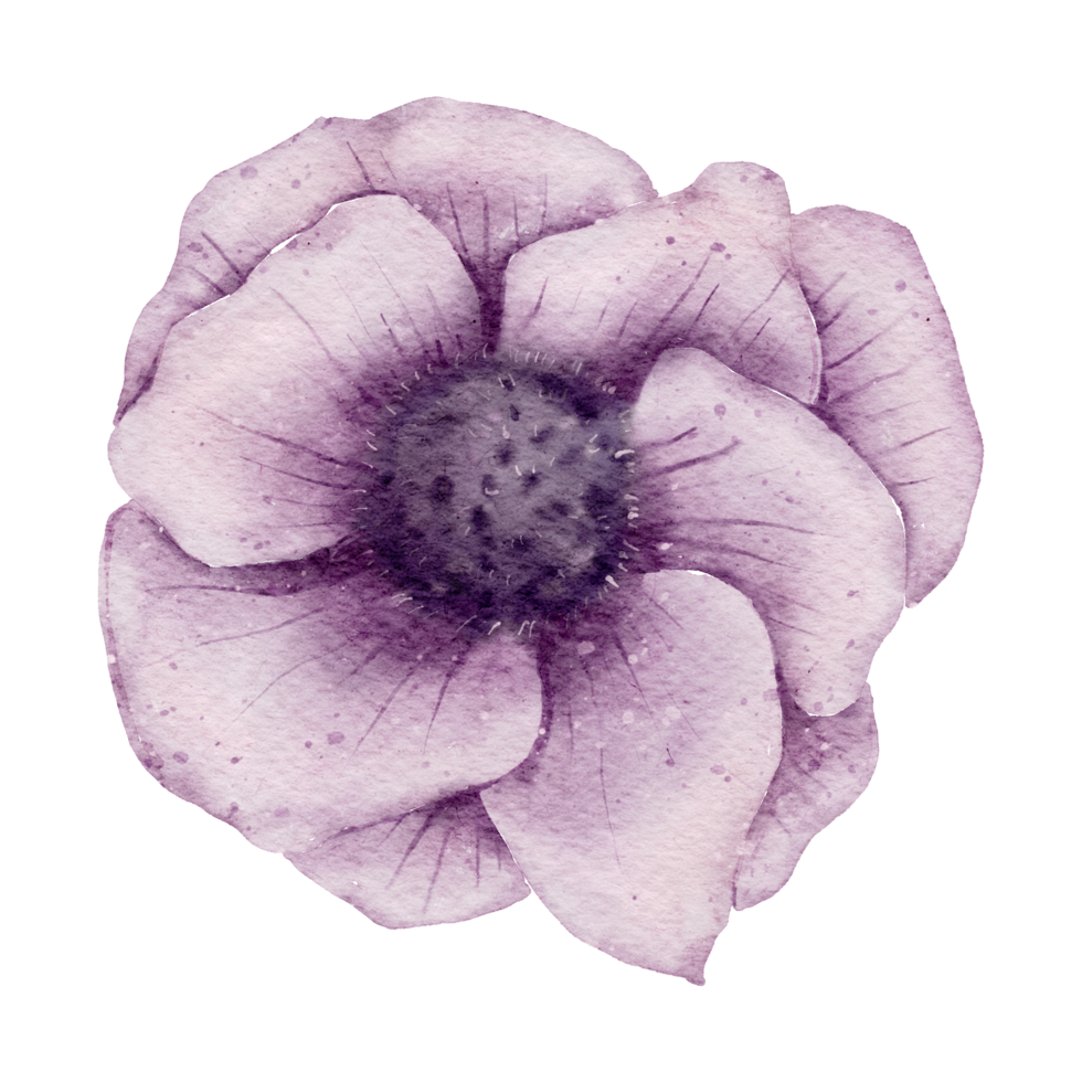 anemoon bloem aquarel png