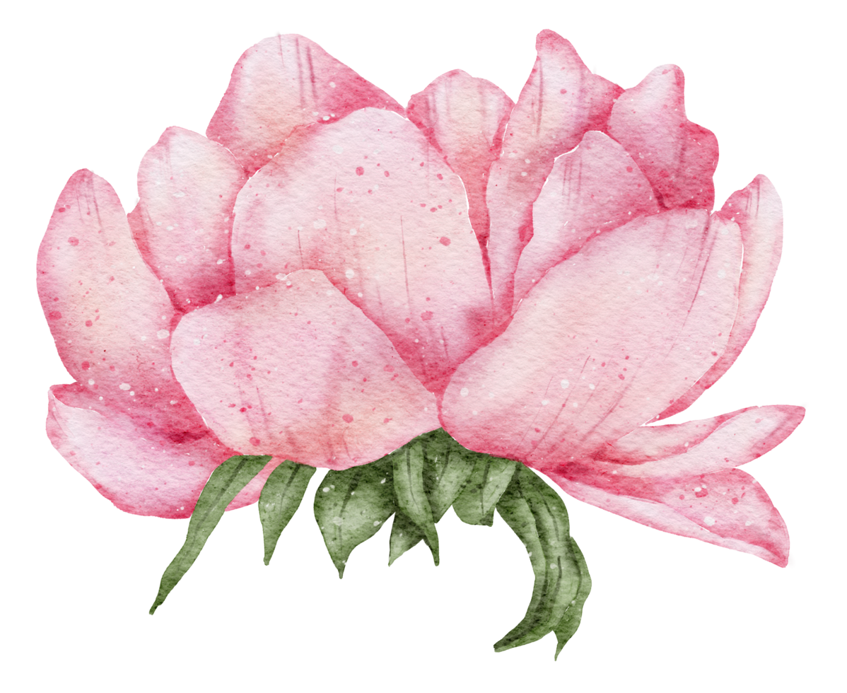 aquarelle de fleur d'anémone png