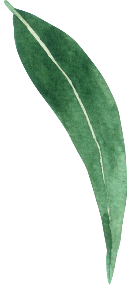 aquarela de elemento de folha verde png
