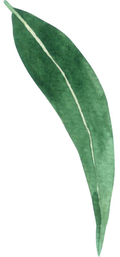 Green Leaf Element watercolor png