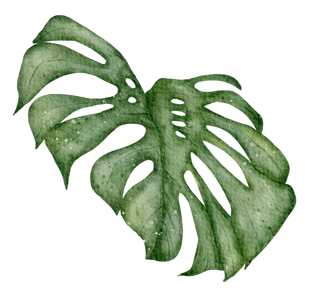 aquarela da planta monstera png