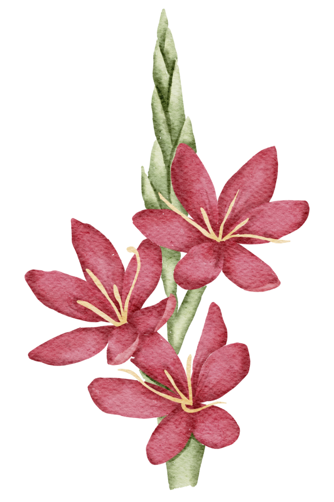 élément de fleur fleur de mariage aquarelle png