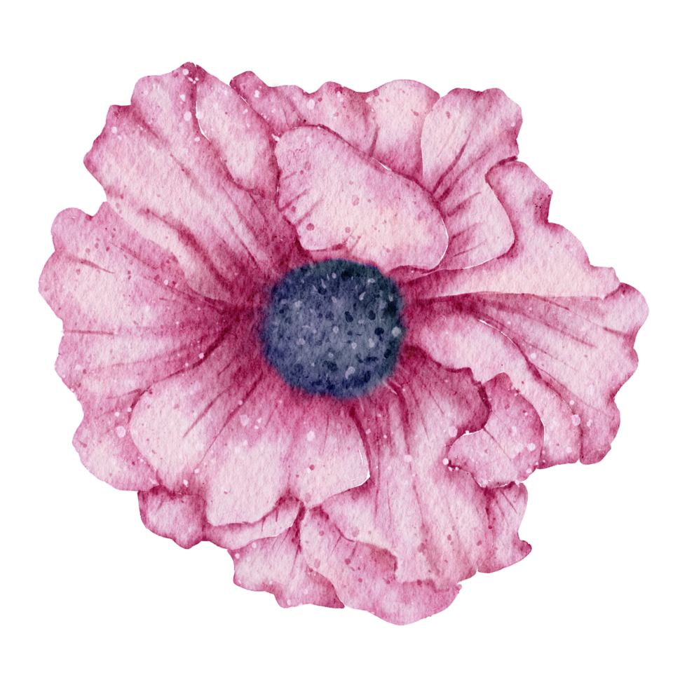 aquarelle de fleur d'anémone png