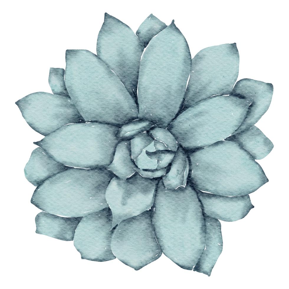 kamerplant aquarel png