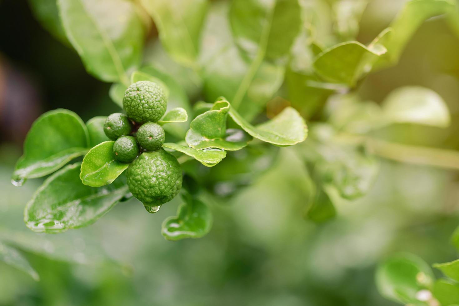 La bergamota verde fresca crece con cuidado natural. y cultivado orgánicamente, para ser utilizado como ingrediente medicinal los antiguos usaban aceites esenciales para aliviar síntomas y curar enfermedades. también cocina. foto