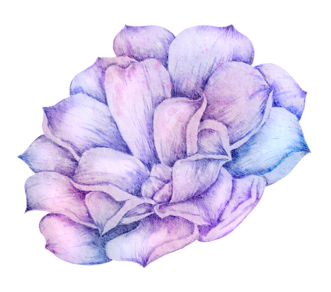 élément de fleur fleur de mariage aquarelle png