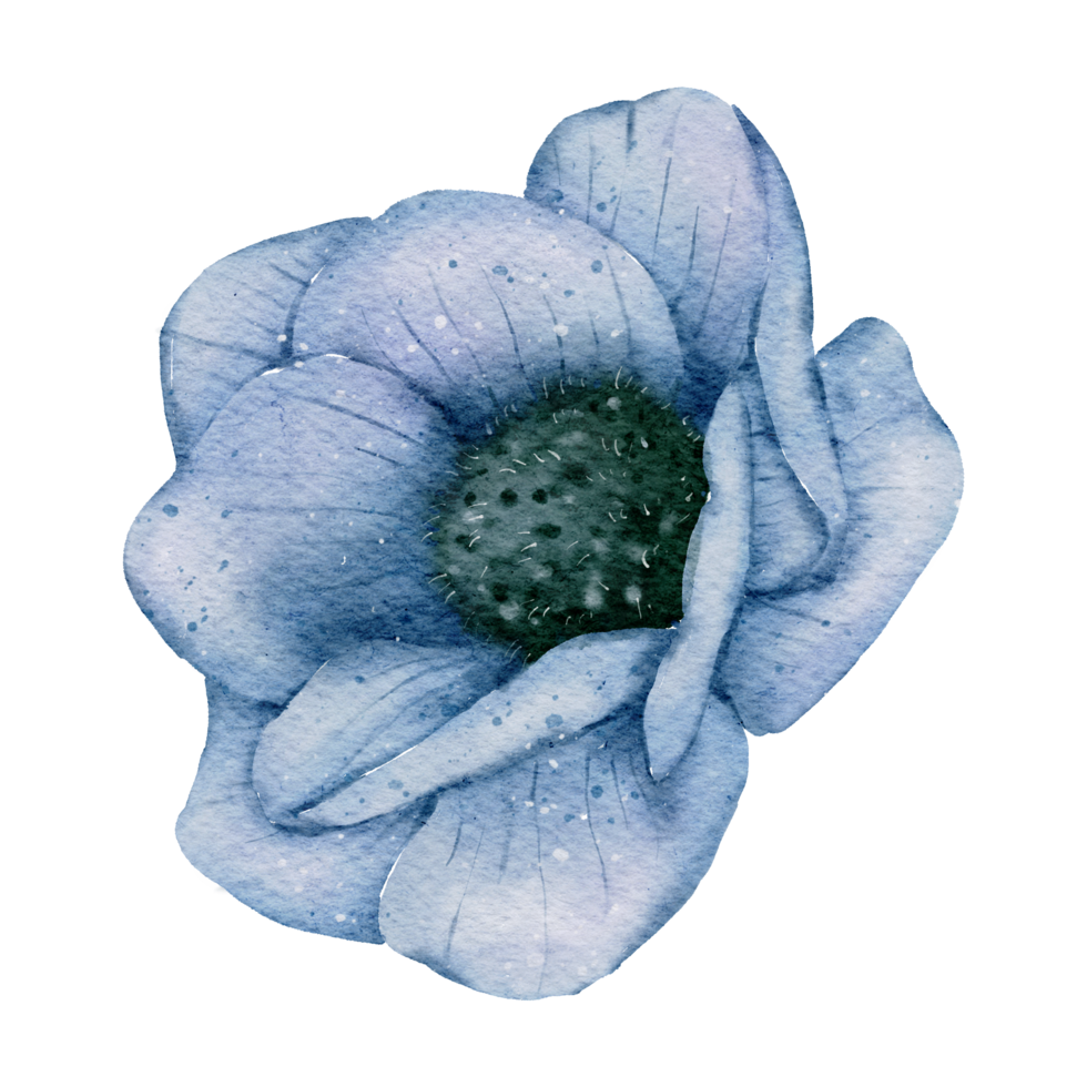 aquarelle de fleur d'anémone png