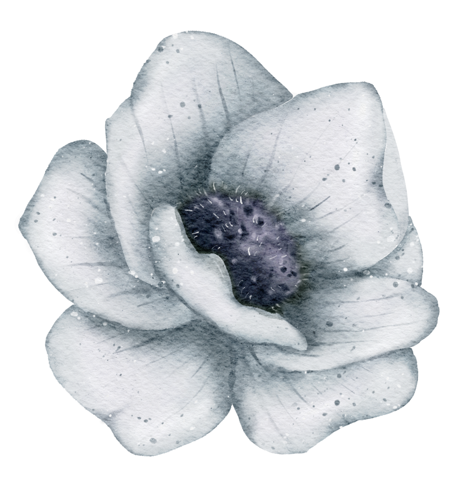 acquerello di fiori di anemone png