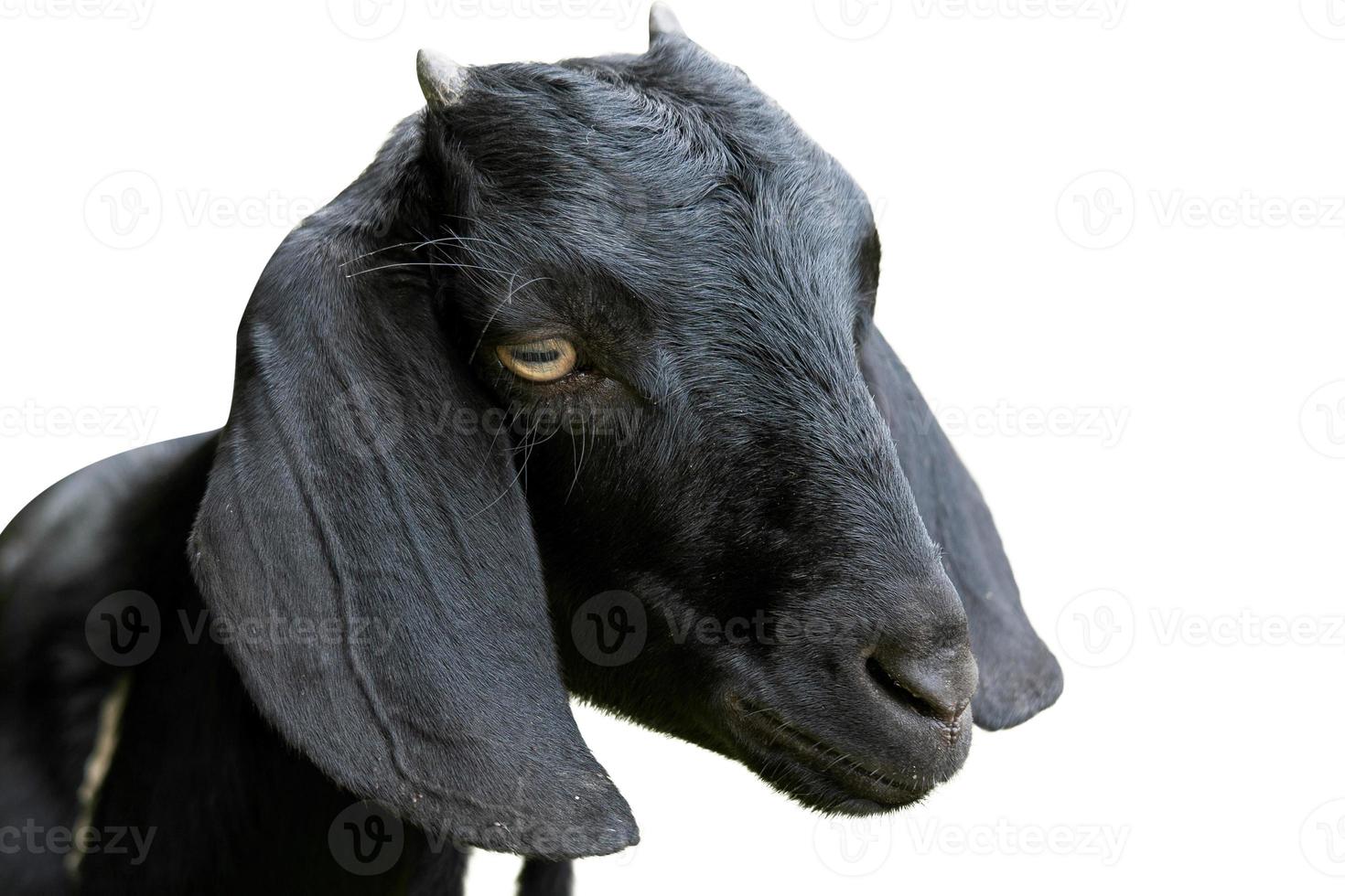 Isolated goat. Head of funny silly looking black goat isolated on white background with clipping path photo