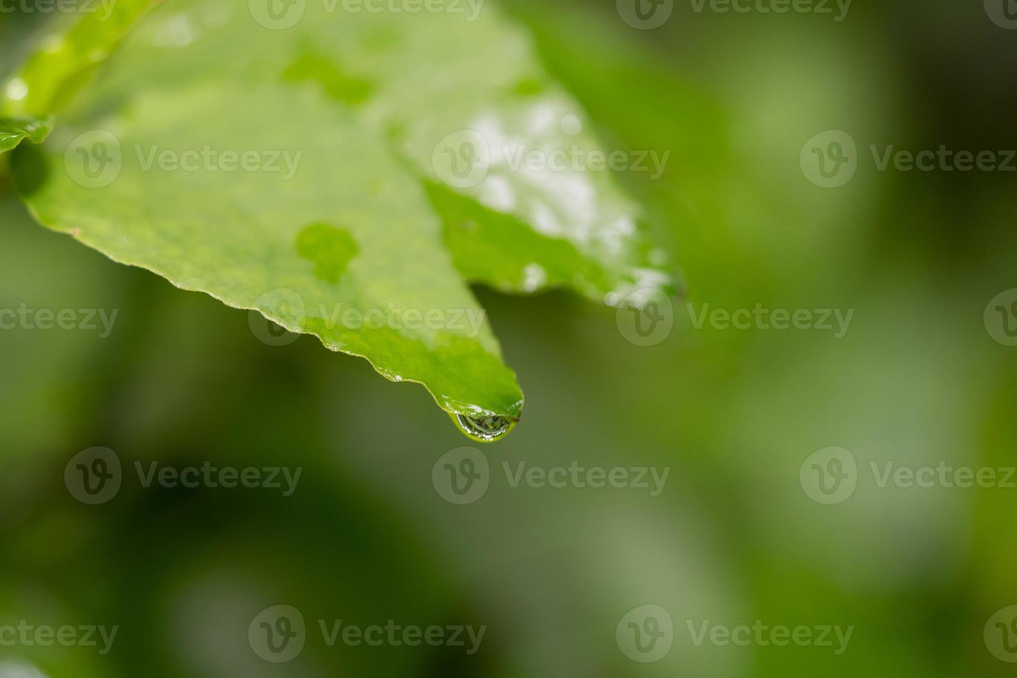 Closeup of dew drops on a green leaf photo