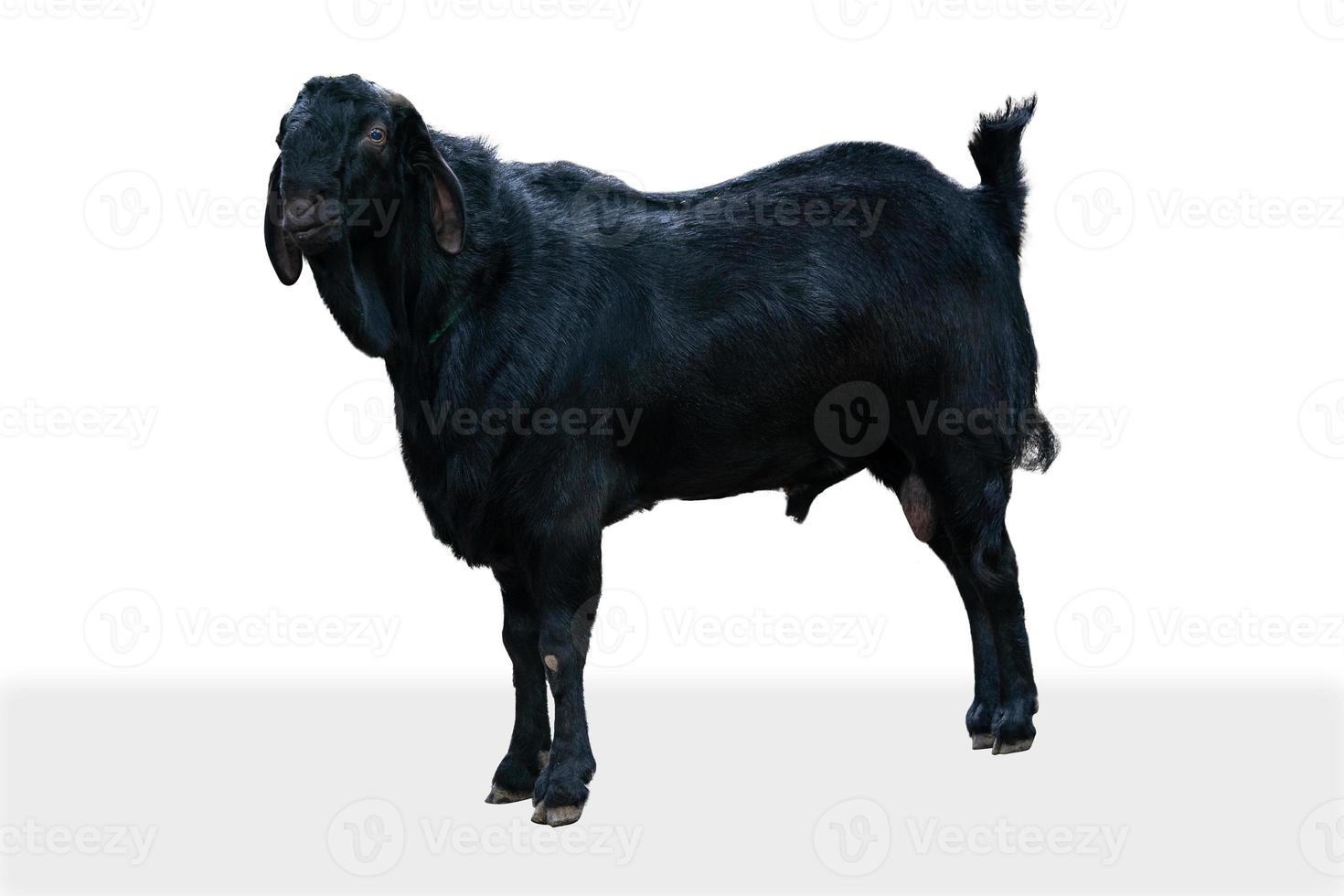 Black Goat Isolated On White with Clipping Path photo