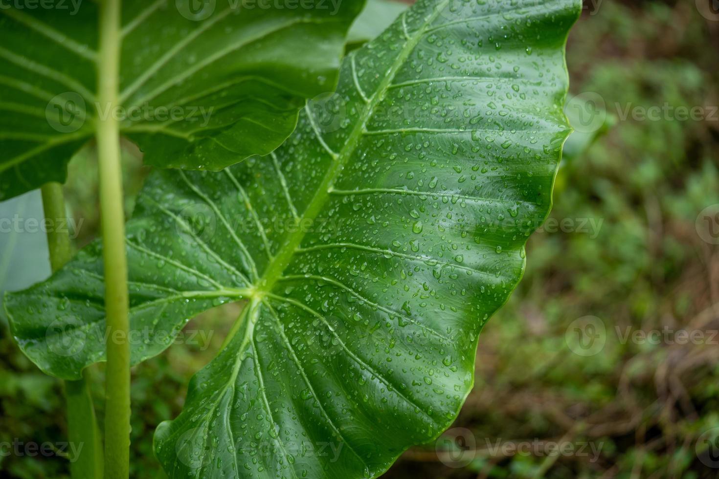 Primer plano de gotas de rocío sobre una hoja verde foto