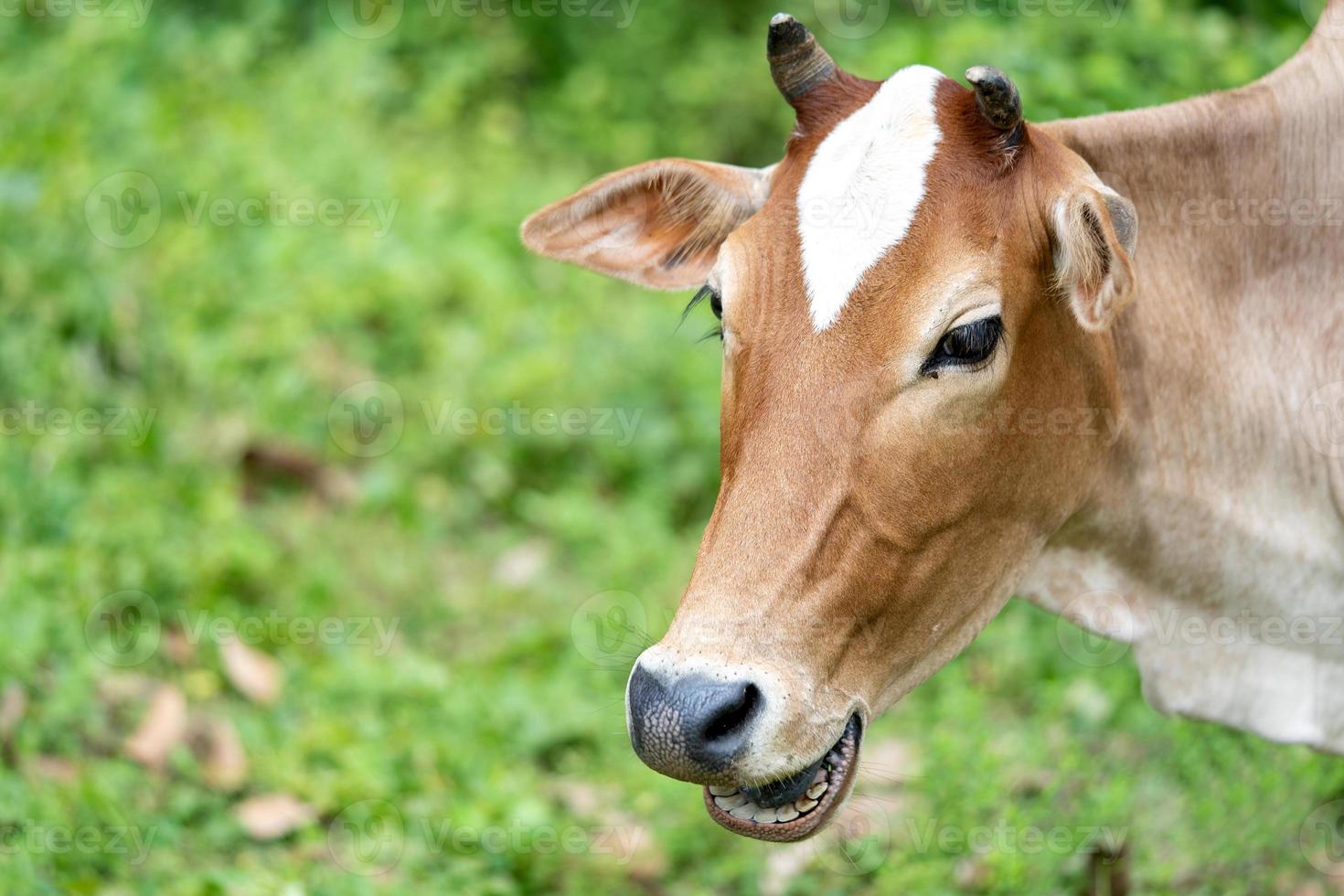 Brown color cow the calf photo