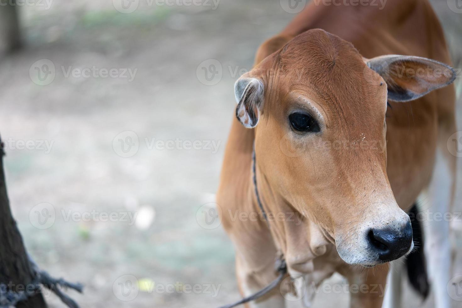 Brown color cow the calf photo