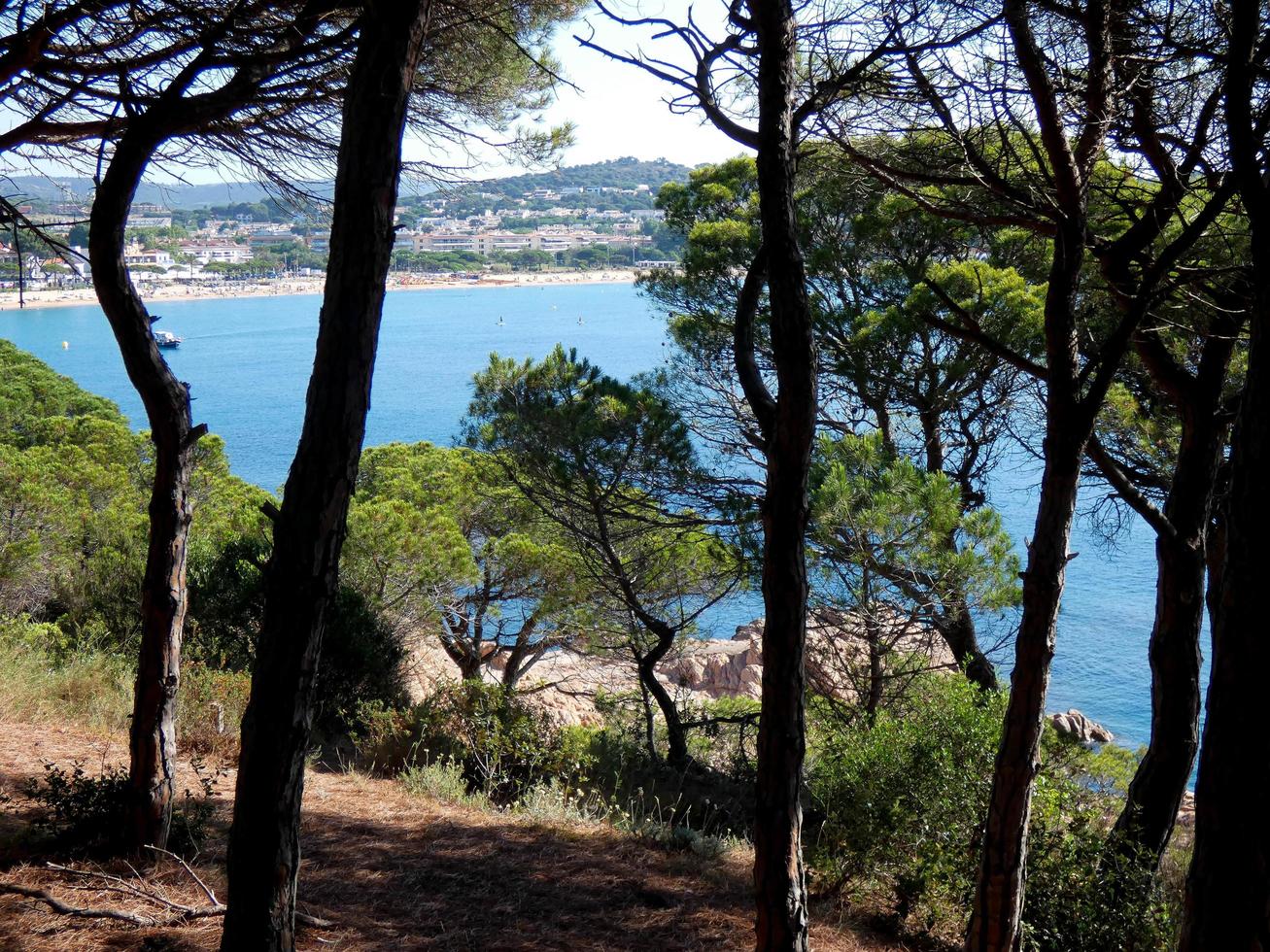 Coastal path in the Costa Brava, pine forest and blue sea area. photo