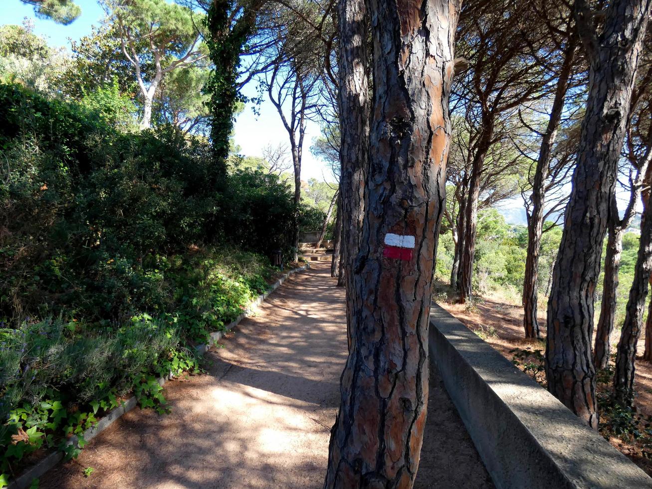 Coastal path in the Costa Brava, pine forest and blue sea area. photo