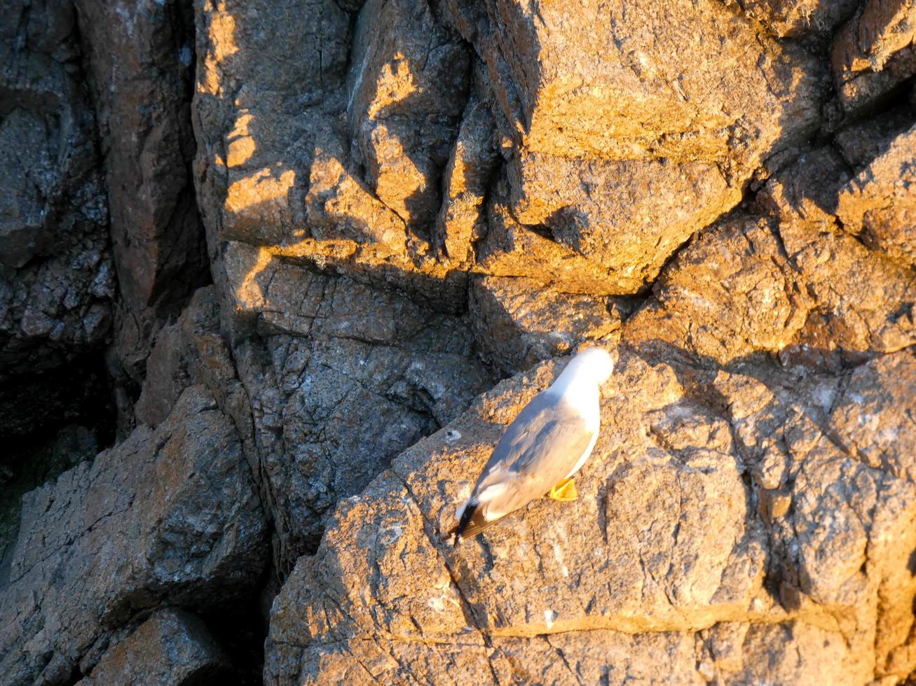 Seagulls on the cliffs of the Costa Brava, Spain photo