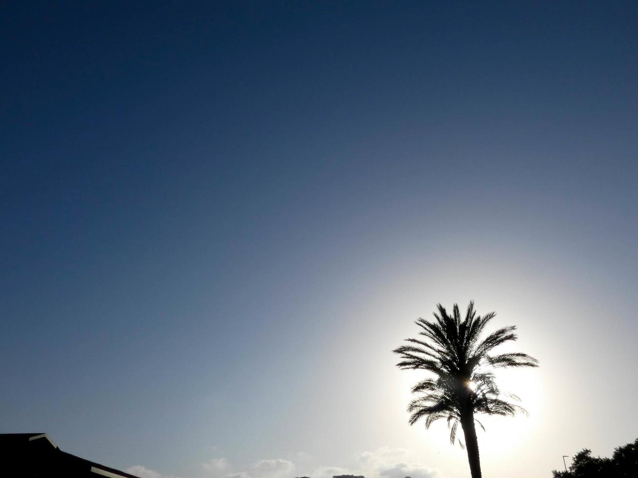 Backlit tropical palm trees against a sky background photo