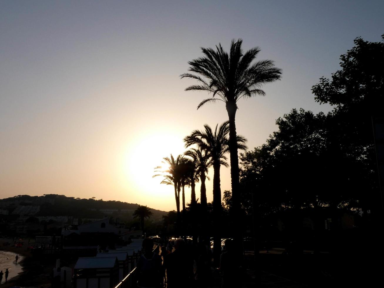 palm trees silhouetted against a blue sky background photo