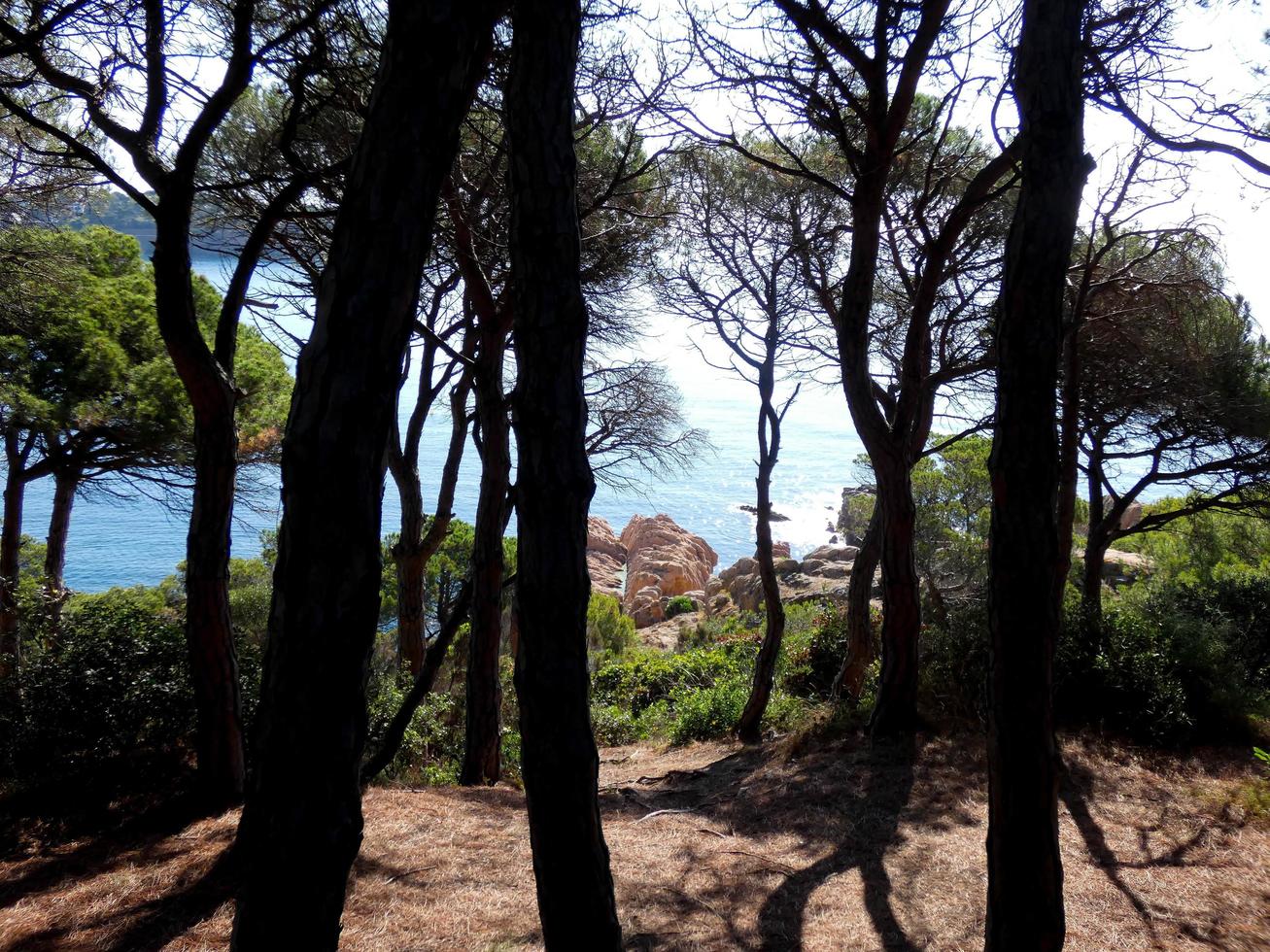 camino de ronda en la costa brava, zona de pinar y mar azul. foto