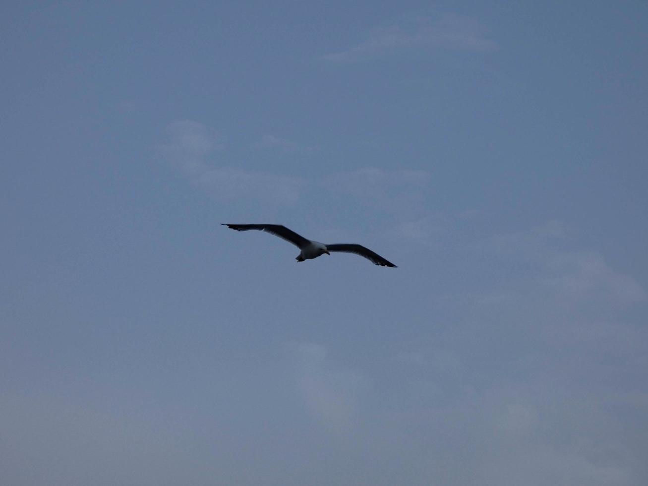 Light-plumaged gulls typical of the Catalan Costa Brava, Mediterranean, Spain. photo