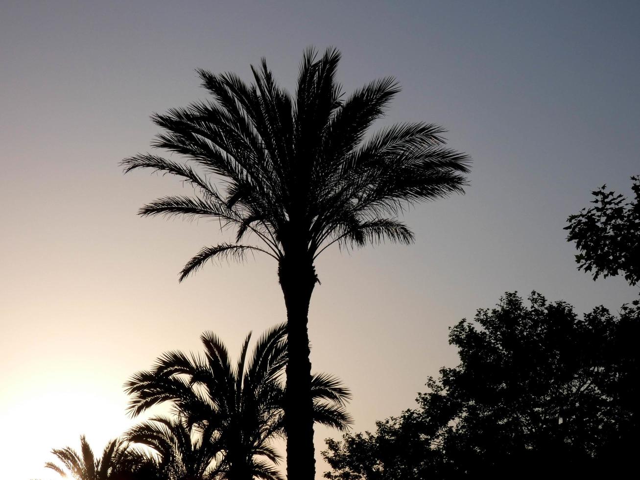 palm trees silhouetted against a blue sky background photo