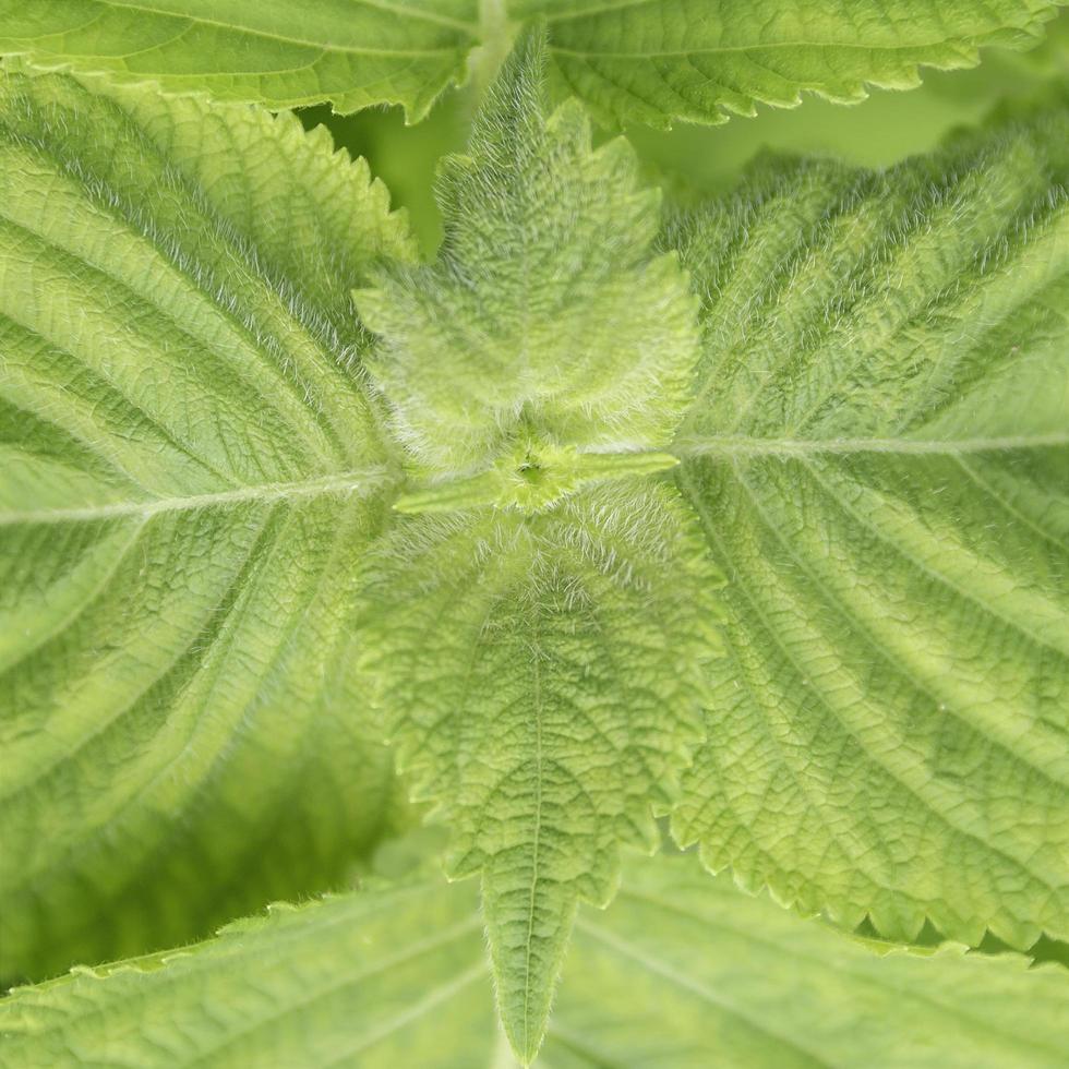 primer plano de plántulas de perilla frutescens de hoja verde orgánica en el campo en verano. crecimiento de plantas vegetales de hierbas en el jardín para un uso alimentario saludable. pancarta con fondo foto