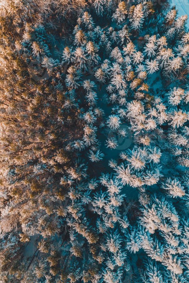 Beautiful fairytale winter snowy morning forest shot by drone. photo