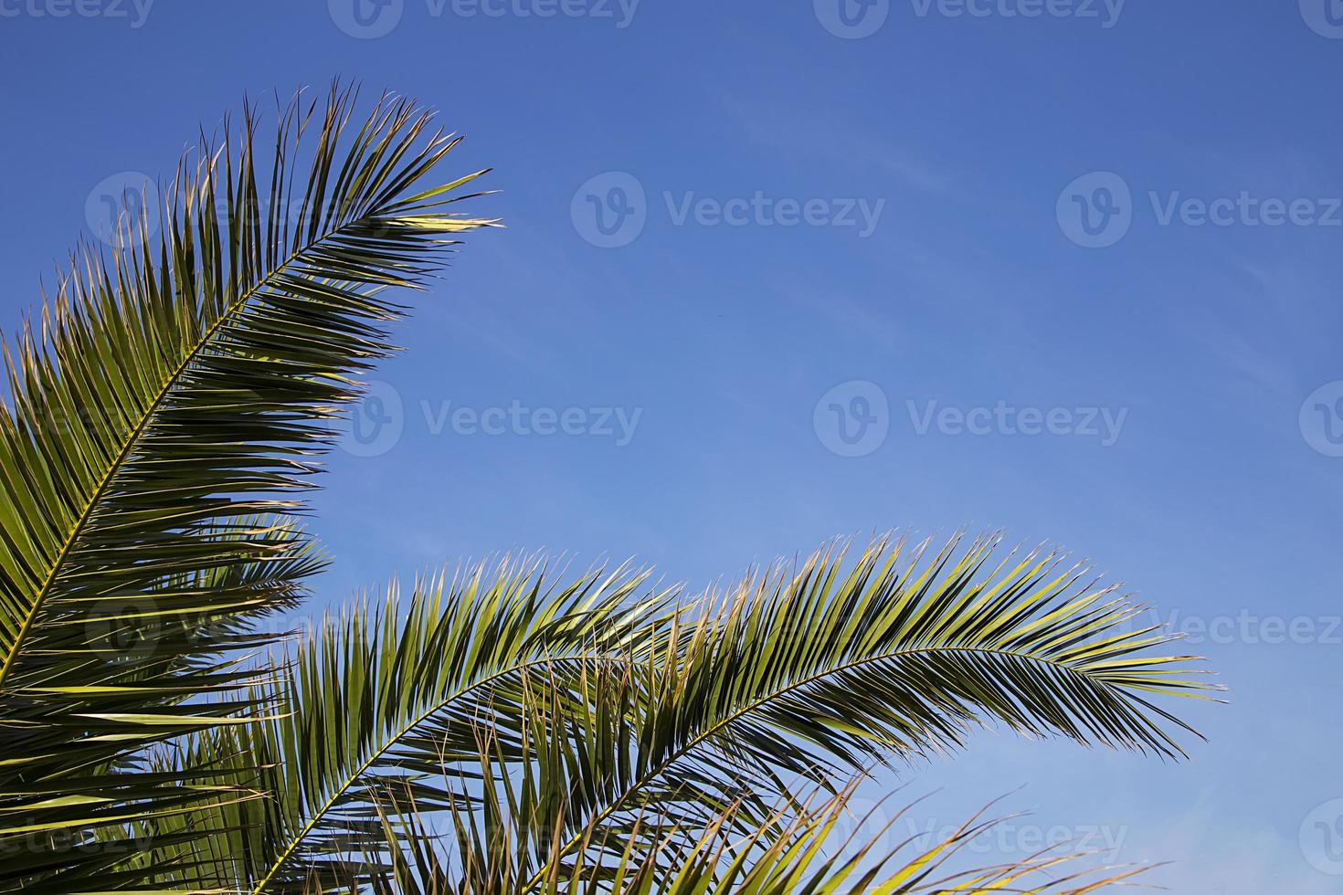Palm leaves on sky background photo
